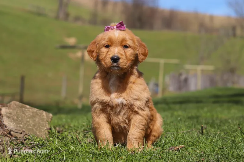 Rose – Golden Retriever puppy for sale in Millersburg, OH
