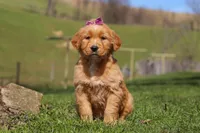 Rose, a female Golden Retriever for sale in Millersburg, OH – Photo 1 of 6