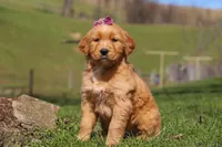 Rose, a female Golden Retriever for sale in Millersburg, OH – Photo 3 of 6