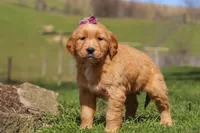 Rose, a female Golden Retriever for sale in Millersburg, OH – Photo 5 of 6