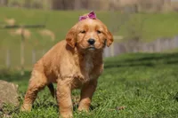 Rose, a female Golden Retriever for sale in Millersburg, OH – Photo 6 of 6