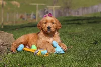 Rose, a female Golden Retriever for sale in Millersburg, OH – Photo 2 of 6