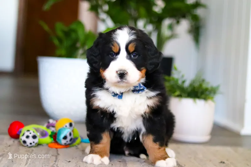 Austin – Bernese Mountain Dog puppy on hold in Millersburg, OH
