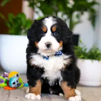 Austin, a male Bernese Mountain Dog for sale in Millersburg, OH – Photo 1 of 8