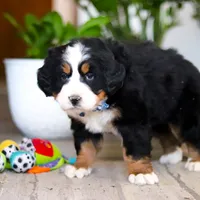 Austin, a male Bernese Mountain Dog for sale in Millersburg, OH – Photo 5 of 8