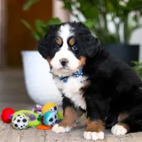 Austin, a male Bernese Mountain Dog for sale in Millersburg, OH – Photo 2 of 8