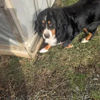 Austin, a male Bernese Mountain Dog for sale in Millersburg, OH – Photo 8 of 8