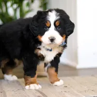 Austin, a male Bernese Mountain Dog for sale in Millersburg, OH – Photo 4 of 8