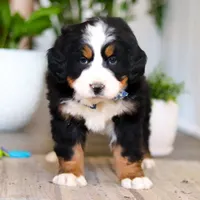 Austin, a male Bernese Mountain Dog for sale in Millersburg, OH – Photo 6 of 8