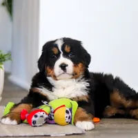 Macy, a female Bernese Mountain Dog for sale in Millersburg, OH – Photo 6 of 9