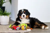 processed/0dd35782-4d5f-485a-8e41-401bcc943c0a/listing/d451b752-89b3-4198-8db6-460a3cf76dea/16ef802a-148e-4057-9366-c8a54530f229