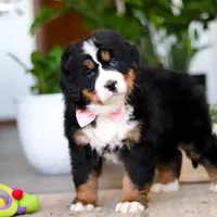Macy, a female Bernese Mountain Dog for sale in Millersburg, OH – Photo 7 of 9