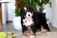 processed/0dd35782-4d5f-485a-8e41-401bcc943c0a/listing/d451b752-89b3-4198-8db6-460a3cf76dea/2479d744-64a8-40b5-8fda-035f330f5ced