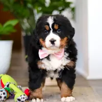 Macy, a female Bernese Mountain Dog for sale in Millersburg, OH – Photo 1 of 9