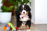 processed/0dd35782-4d5f-485a-8e41-401bcc943c0a/listing/d451b752-89b3-4198-8db6-460a3cf76dea/3def3389-1015-46ac-a361-d04f9204cbad