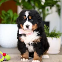 Macy, a female Bernese Mountain Dog for sale in Millersburg, OH – Photo 3 of 9