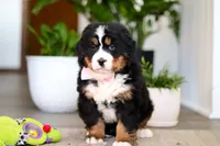 processed/0dd35782-4d5f-485a-8e41-401bcc943c0a/listing/d451b752-89b3-4198-8db6-460a3cf76dea/86b81697-18d1-480f-a096-bed0552ae99c