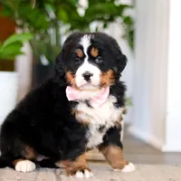 Macy, a female Bernese Mountain Dog for sale in Millersburg, OH – Photo 4 of 9