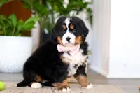 processed/0dd35782-4d5f-485a-8e41-401bcc943c0a/listing/d451b752-89b3-4198-8db6-460a3cf76dea/8a5559b5-58c2-413c-959e-d134a41eb1a0