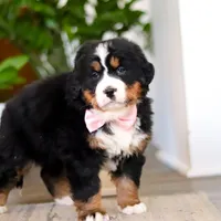 Macy, a female Bernese Mountain Dog for sale in Millersburg, OH – Photo 5 of 9