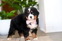 processed/0dd35782-4d5f-485a-8e41-401bcc943c0a/listing/d451b752-89b3-4198-8db6-460a3cf76dea/9ddb7b66-f277-4dea-be0e-5f7f2ae1343c