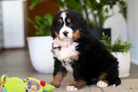 processed/0dd35782-4d5f-485a-8e41-401bcc943c0a/listing/d451b752-89b3-4198-8db6-460a3cf76dea/fb9e2682-9546-4e56-91bb-5de5561f608e