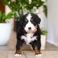 Honey, a female Bernese Mountain Dog for sale in Millersburg, OH – Photo 6 of 9