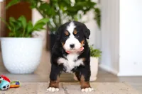 processed/0dd35782-4d5f-485a-8e41-401bcc943c0a/listing/f1abc20f-c813-456b-8ec3-43c9b150f0c3/05accf50-6dfb-4257-9cc8-c8b502417ac0