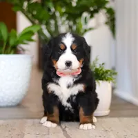 Honey, a female Bernese Mountain Dog for sale in Millersburg, OH – Photo 4 of 9