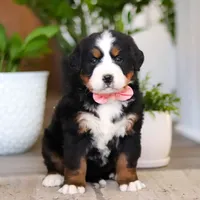 Honey, a female Bernese Mountain Dog for sale in Millersburg, OH – Photo 1 of 9