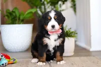 processed/0dd35782-4d5f-485a-8e41-401bcc943c0a/listing/f1abc20f-c813-456b-8ec3-43c9b150f0c3/190875e0-7234-4f47-aeee-90f9631da7ff