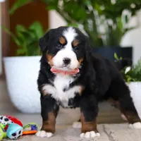 Honey, a female Bernese Mountain Dog for sale in Millersburg, OH – Photo 5 of 9