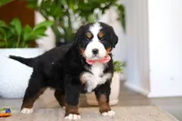 processed/0dd35782-4d5f-485a-8e41-401bcc943c0a/listing/f1abc20f-c813-456b-8ec3-43c9b150f0c3/8bfb017f-8946-4515-ab33-ee375235fb3d