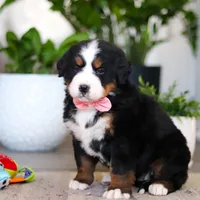 Honey, a female Bernese Mountain Dog for sale in Millersburg, OH – Photo 7 of 9
