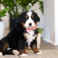 Honey, a female Bernese Mountain Dog for sale in Millersburg, OH – Photo 2 of 9