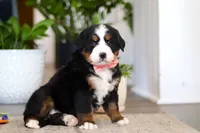 processed/0dd35782-4d5f-485a-8e41-401bcc943c0a/listing/f1abc20f-c813-456b-8ec3-43c9b150f0c3/c98903db-cc65-44a5-ad7b-1729d7580699