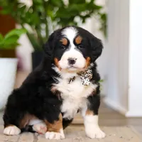 Eva, a female Bernese Mountain Dog for sale in Millersburg, OH – Photo 1 of 8