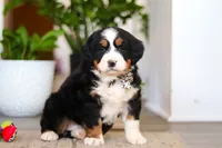 processed/0dd35782-4d5f-485a-8e41-401bcc943c0a/listing/faac048c-996e-49a1-b479-9f8a87ce7de9/36717935-4e5b-4092-9073-84d09200dca6