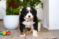 processed/0dd35782-4d5f-485a-8e41-401bcc943c0a/listing/faac048c-996e-49a1-b479-9f8a87ce7de9/70862cf5-5c75-46db-aae1-ee6bad9e4bea