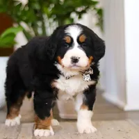 Eva, a female Bernese Mountain Dog for sale in Millersburg, OH – Photo 4 of 8