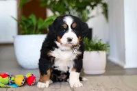 processed/0dd35782-4d5f-485a-8e41-401bcc943c0a/listing/faac048c-996e-49a1-b479-9f8a87ce7de9/7caa040b-8ade-417f-976d-d6b081d405c9