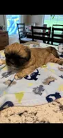 Tonka 100 OFF 4th of July!!!, a male Shih Tzu for sale in Lawrenceville, GA – 4 of 8