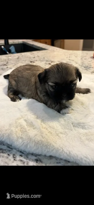 Molly, a female Shih Tzu for sale in Lawrenceville, GA – 1 of 4