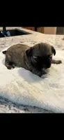 Molly, a female Shih Tzu for sale in Lawrenceville, GA – 1 of 4