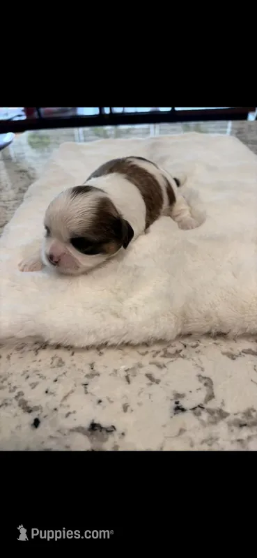 Max, a male Shih Tzu for sale in Lawrenceville, GA – Photo 1 of 4