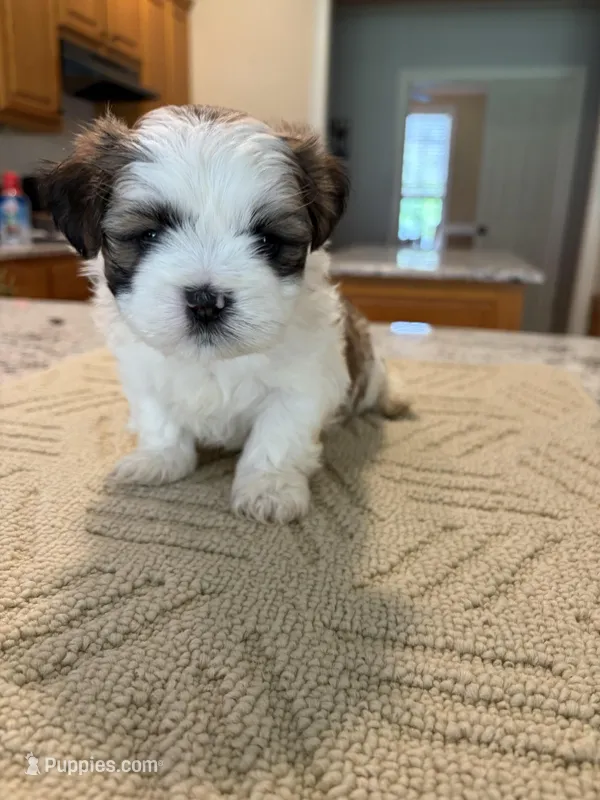Max – Shih Tzu puppy for sale in Lawrenceville, GA