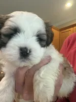 Max, a male Shih Tzu for sale in Lawrenceville, GA – Photo 4 of 8