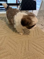 Max, a male Shih Tzu for sale in Lawrenceville, GA – Photo 3 of 8