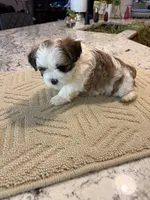 Max, a male Shih Tzu for sale in Lawrenceville, GA – Photo 2 of 8