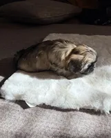 PRINCESS (TINY), a female Shih Tzu for sale in Lawrenceville, GA – Photo 5 of 8